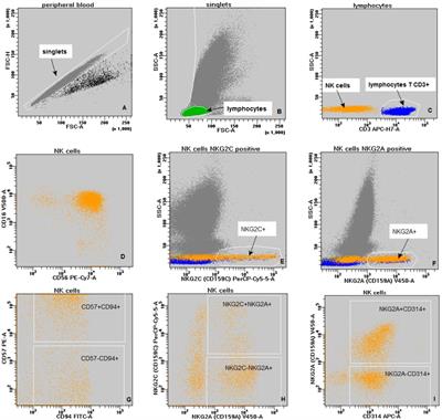 Significance of HLA-E and its two NKG2 receptors in development of complications after allogeneic transplantation of hematopoietic stem cells